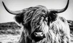 BÖNNINGHOFF Bild HIGHLANDER 150 x 90 cm