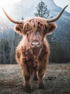 BÖNNINGHOFF Bild HOCHLANDRIND 46 x 61 cm