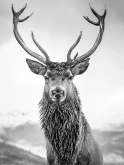 BÖNNINGHOFF Kunstdruck auf Keilrahmen HIRSCH 46X61cm