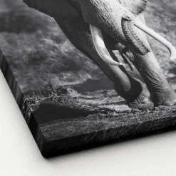 PRO ART Canvas-Art Bild GREY ELEPHANT HEAD 27 x 27 cm schwarz/ weiß