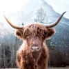 PRO ART Glas-Art Bild HIGHLAND CATTLE 30 x 30 cm mehrfarbig