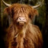 PRO ART Glas-Art Bild SCOTTISH HIGHLAND CATTLE VI 60 x 80 cm